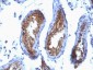  Major Vault Protein (MVP) Antibody - With BSA and Azide